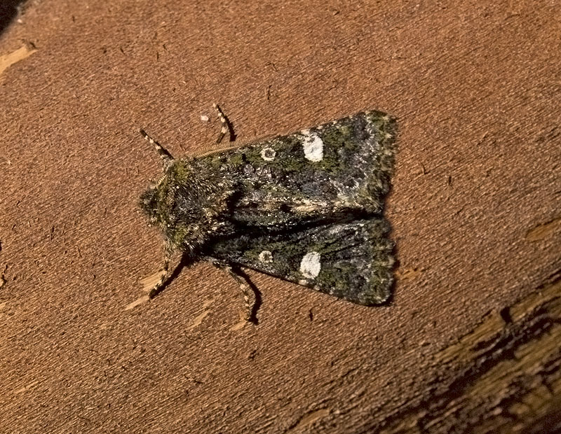 Valeria oleagina Noctuidae